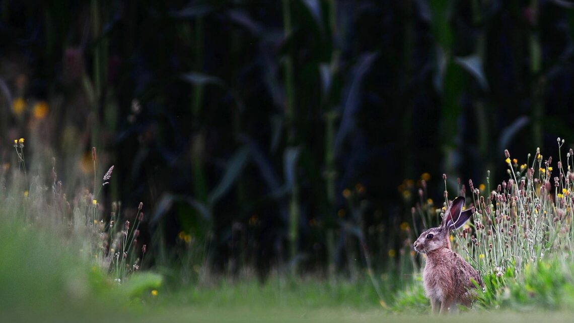 Auf diese Dinge kommt es bei der perfekten Rasenpflege an