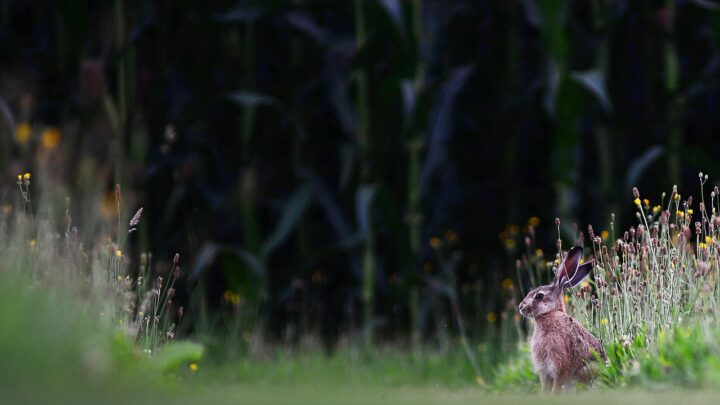 Auf diese Dinge kommt es bei der perfekten Rasenpflege an