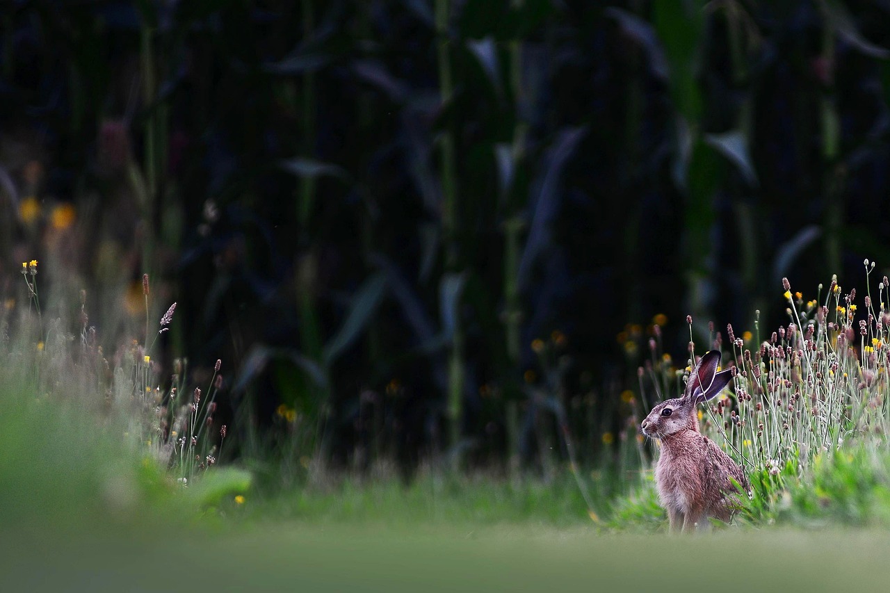 Auf diese Dinge kommt es bei der perfekten Rasenpflege an