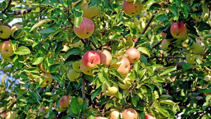 Mit wenigen Dingen sich das Leben im Garten so angenehm wie möglich gestalten